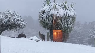 Snow Doesn’t Stop Kangaroos Getting Out and About