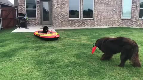 Newfoundland pulls other dogs in raft