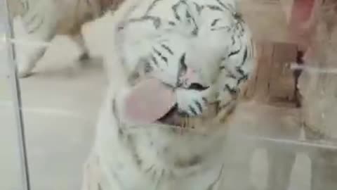 Best Funny Animal Videos