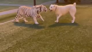 white tiger and white dog playing 😍