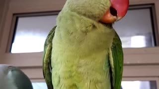 Talking Alexandrine Parakeet