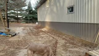 Pole Barn part 30: Ceiling is up