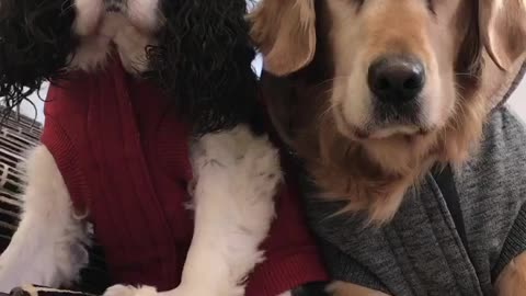 Two dogs in red and grey sweaters stare at camera while owner talks