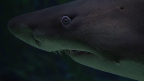 Funny looking shark