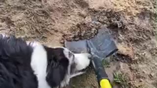 Puppy doesn’t want the hole she dug filled in