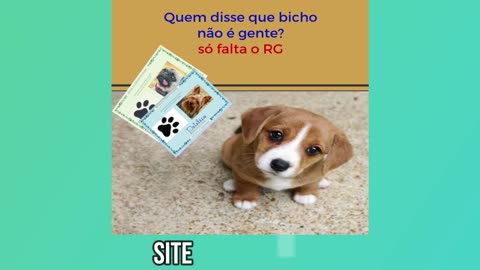 Animais engraçado tente não rir🤣