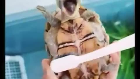Funny & cute animals Compilations #funny #animals #cute #shorts