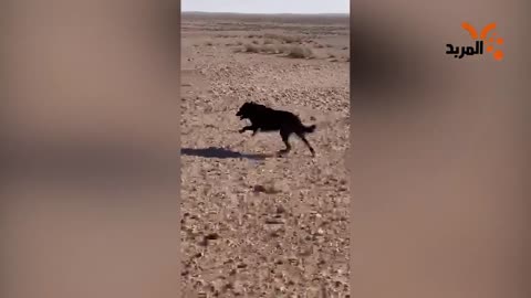 In the appearance of a rare black wolf sprints off the car