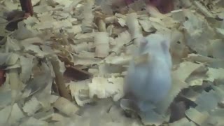 White hamster stay walking among the wood chips in the pet store, very fluffy! [Nature & Animals]