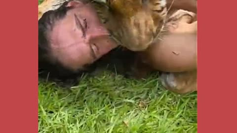 Deadly Tiger playing with human | funny video 2021