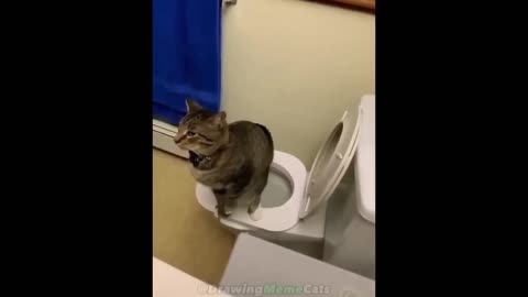 🤣cat memes: toilet cat and funniest dog's 🤣🤣