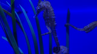 Juvenile Seahorses