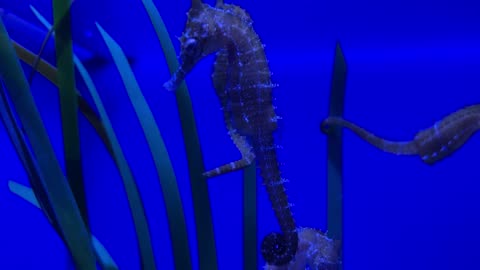 Juvenile Seahorses