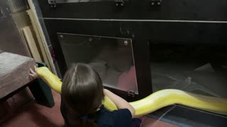 Reticulated Python Rests on Her Favorite Human