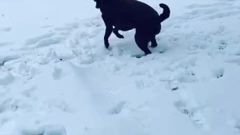 The amazing...spinning snow shovel dog!