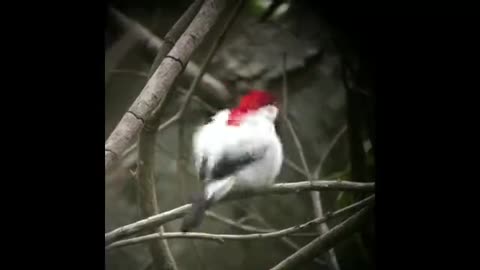 Araripe Manakin - Rare Brazilian Bird
