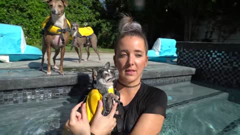 Cute doggies learning to swim!