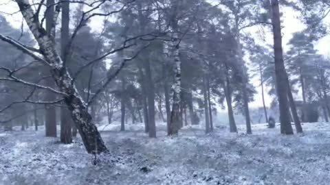Лісова зима