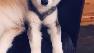 Cute Klee Kai