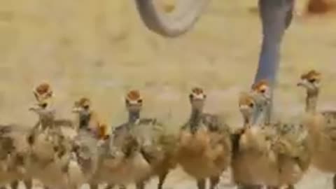 Ostriches protect their cubs and wolves can_t get close_bird_nature