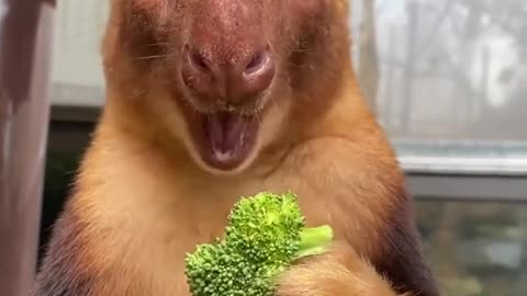 Baby kangaroo enjoying broccoli