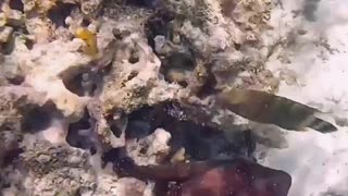 Octopus Punches a Fish