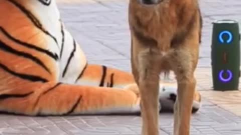 fake tiger with dog funny shorts