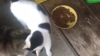 4 Cats on the search for food