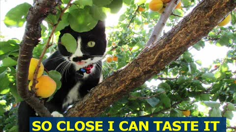 Black and White Kitten Has Developed a Taste for Fresh Apricots