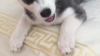 Husky does not allow to lie on the bed