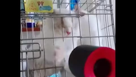 Crazy Cat Shenanigans: Prepare for Laughter