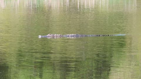 Alligator Magnolia Plantation and Gardens Charleston South Carolina