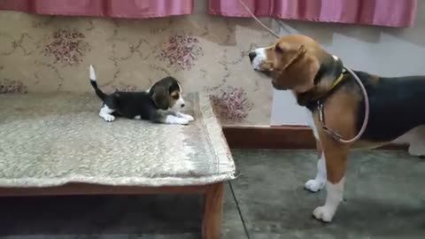 Deep conversation between father & daughter | Leo & Lilly | Leo The Beagle