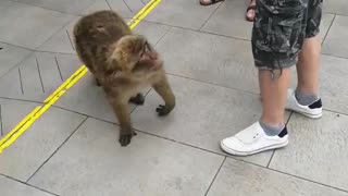 WHEN A MONKEY HASNT HAD BREAKFAST YET.....WATCH TILL THE END!!!