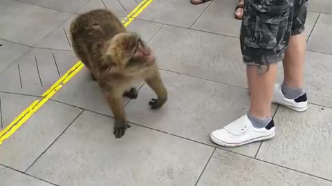 WHEN A MONKEY HASNT HAD BREAKFAST YET.....WATCH TILL THE END!!!