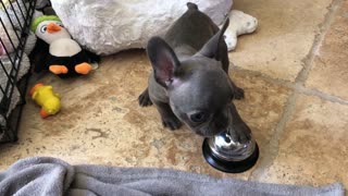 Puppy Rings Bell for a Treat