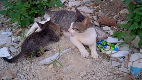 Baby cat hungry #animals