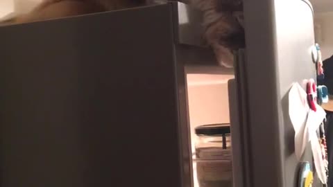 Cat wondering what's in the fridge for today