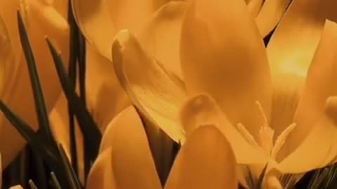 Blooming Flower -Time Lapse-