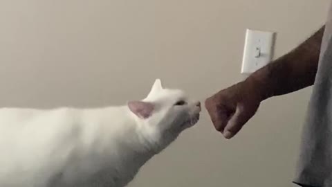 Fist bump cat