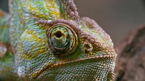 Eyes chameleon