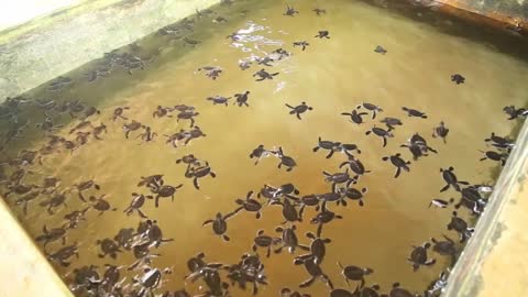 Baby turtles swimming in a pool at a turtle hatchery in Sri Lanka