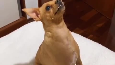 little dog monalizes dancing