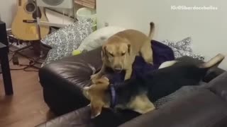 Black and brown dog jumps from couch to bed and faceplants