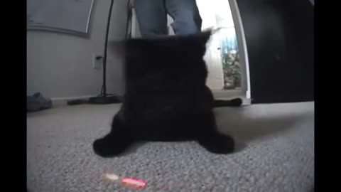 Cat goes crazy over laser beam