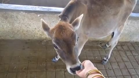 A cow with a baby at her feet is crying a lot