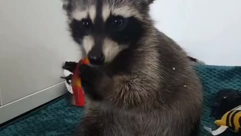 Baby raccoon preciously chews on gummy worm