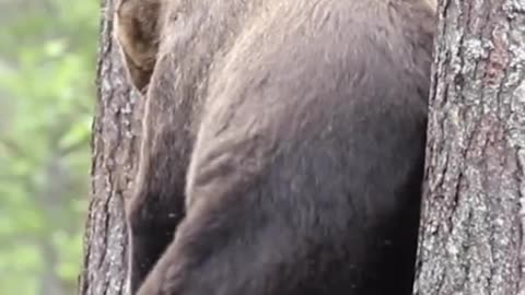 A bear rubs on a tree to scratch a hard-to-reach itch