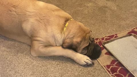 Mastiff watches over his sick best friend