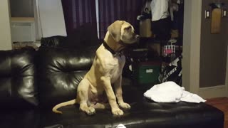 Pooch Gets Overly Excited While Watching His Favorite Movie